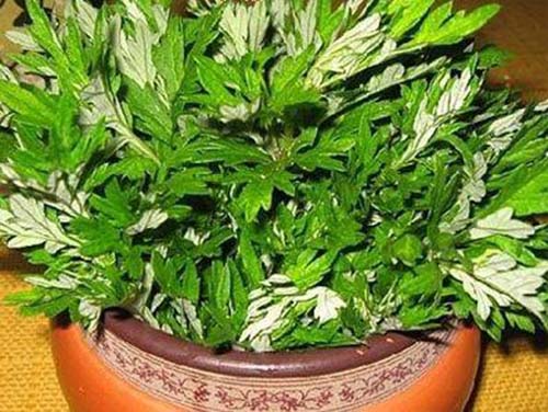 �ό��I(l��ng)��(d��o)�k�����b�޳���ȩ����